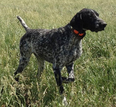 German Shorthair Hunting Dog For Sale