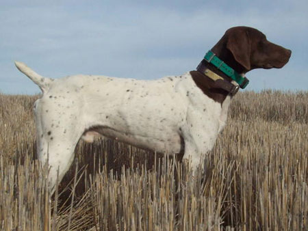 German Shorthair Hunting Dog For Sale