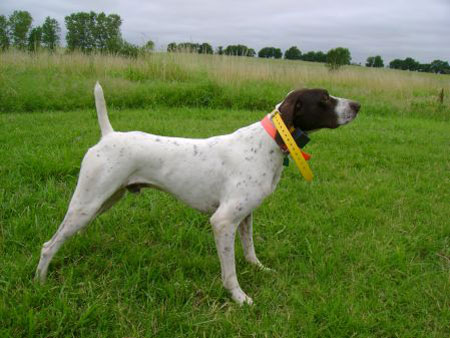 German Shorthair Hunting Dog For Sale