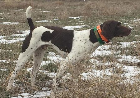 German Shorthair Hunting Dog For Sale