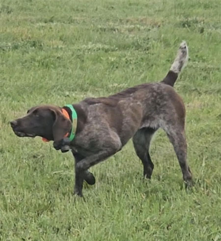 German Wirehaired Pointer Hunting Dog For Sale