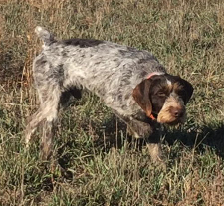 German Wirehair Pointer Hunting Dog For Sale