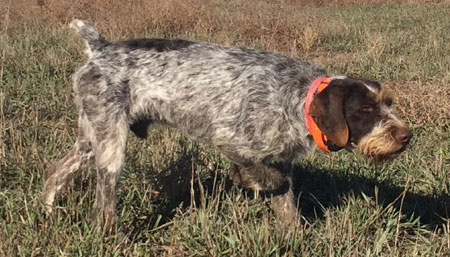German Wirehair Pointer Hunting Dog For Sale