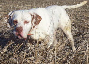 Hammer Male English Pointer from Outback Kennels