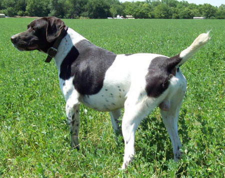 Hank Male German Shorthair Hunting Dog For Sale