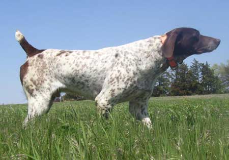 Husker Male German Shorthair Hunting Dog
