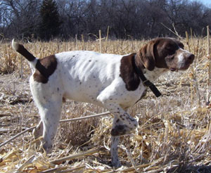 Jaegger German Shorthair Hunting Dog