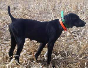 Jiggy Female German Shorthair Hunting Dog