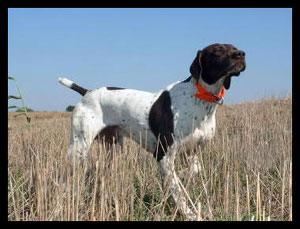 Jock German Shorthair Hunting Dog