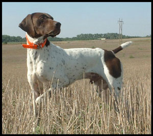 Jock German Shorthair Pointer Stud Dog