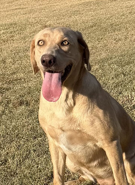 Yellow Labrador Retriever Hunting Dog For Sale