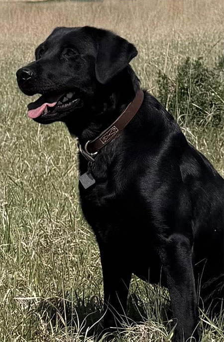 Black Labrador Retriever Hunting Dog For Sale