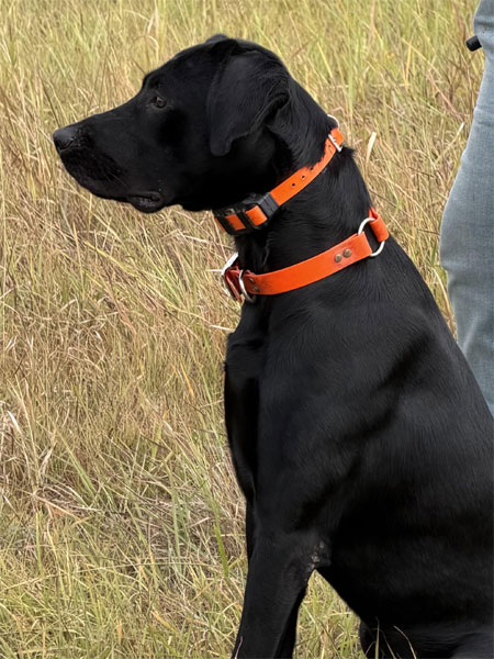 Black Labrador Retriever Hunting Dog For Sale