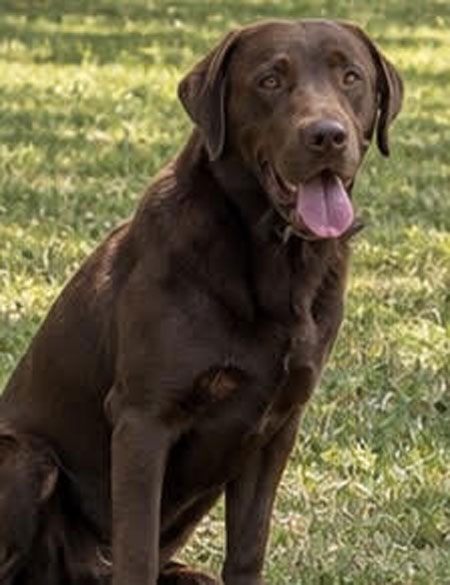 Chocolate Labrador Retrieve Hunting dog for Sale