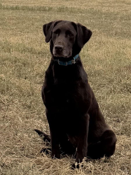 Labrador Retriever Hunting Dog For Sale