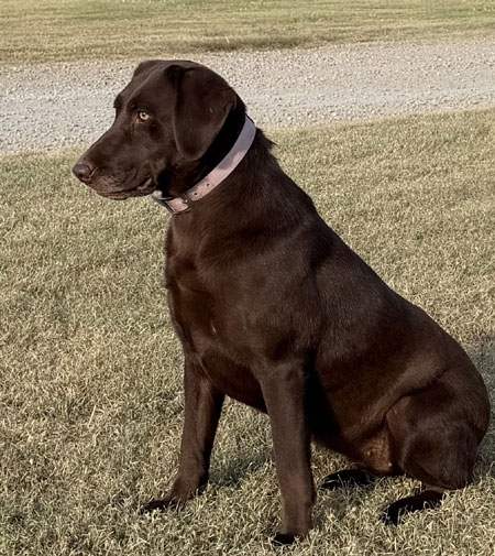 Chocolate Labrador Retriever Hunting Dog For Sale
