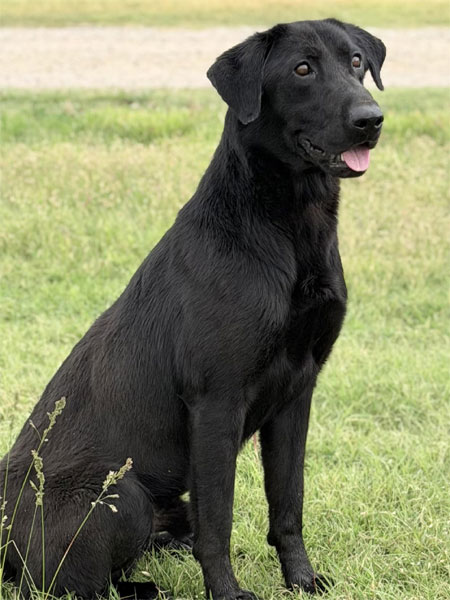 Black Labrador Retriever Hunting Dog For Sale