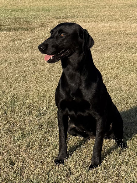 Black Labrador Retriever Hunting Dog For Sale