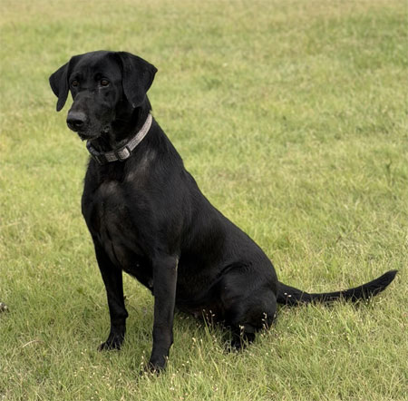 Black Labrador Retriever Hunting Dog For Sale