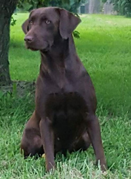 Labrador Retriever Hunting Dog For Sale