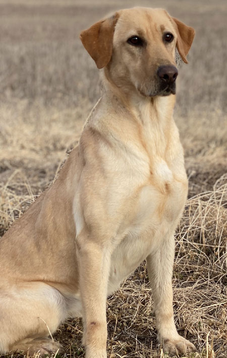 Labrador Retriever Hunting Dog For Sale