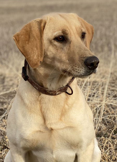 Labrador Retriever Hunting Dog For Sale