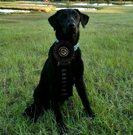 Labrador Retriever Hunting Dog For Sale