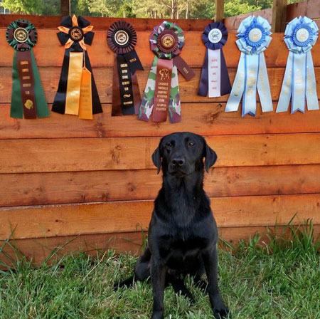 Labrador Retriever Hunting Dog For Sale