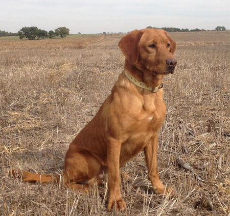 Labrador Retriever Hunting Dog For Sale
