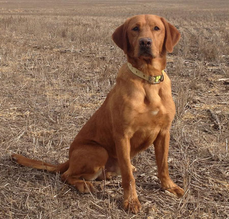 Labrador Retriever Hunting Dog For Sale