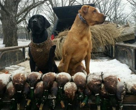 Labrador Retriever Hunting Dog For Sale