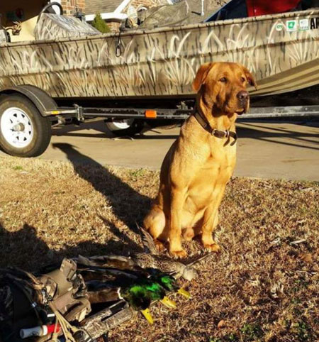 Labrador Retriever Hunting Dog For Sale