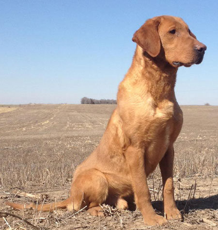 Labrador Retriever Hunting Dog For Sale