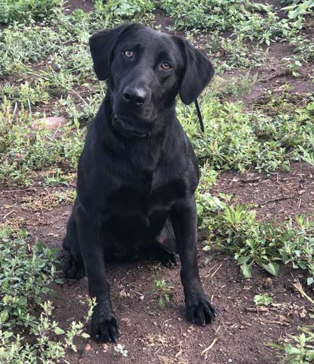 Labrador Retriever Hunting Dog For Sale