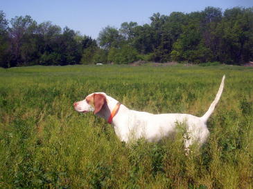 Lady Female English Pointer from Outback Kennels