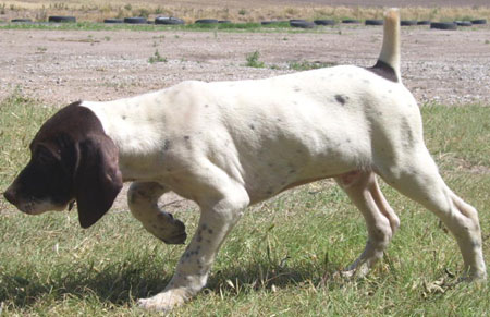 German Shorthair Pointer Puppy For Sale