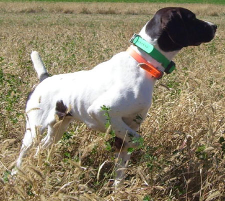 Lucy Female German Shorthair Hunting Dog for Sale