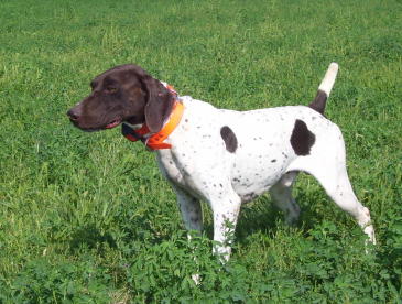 Mac Male German Shorthair Pointer from Outback Kennels