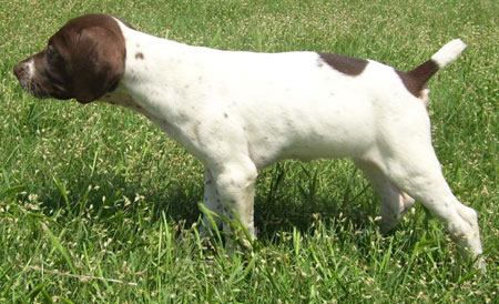 German Shorthair Pointer Puppy For Sale