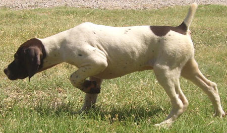 German Shorthair Pointer Puppy For Sale