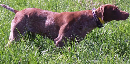 Nova Female German Shorthair Hunting Dog