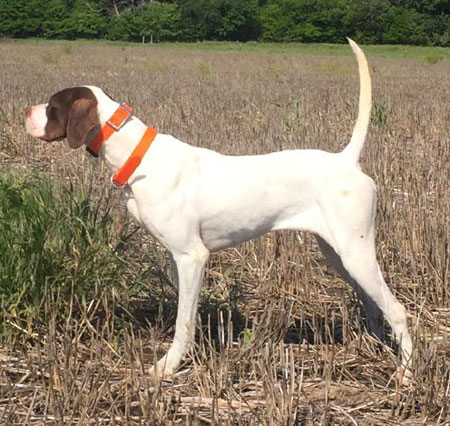 Bonnie Female English Pointer from Outback Kennels