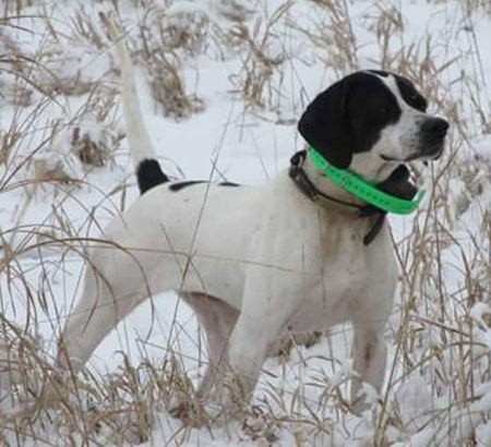 English Pointer Hunting Dog For Sale