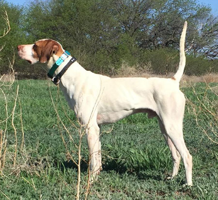 English Pointer Hunting Dog For Sale