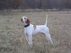 Mann Male English Pointer Hunting Dog For Sale