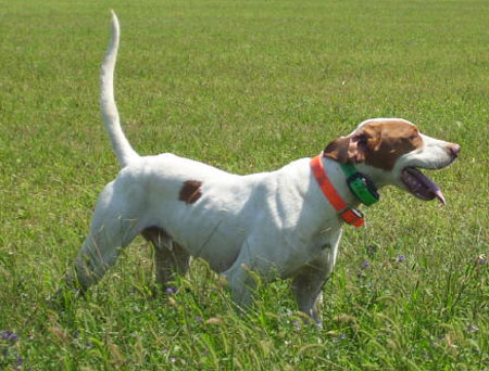 Slim Male English Pointer Hunting Dog For Sale