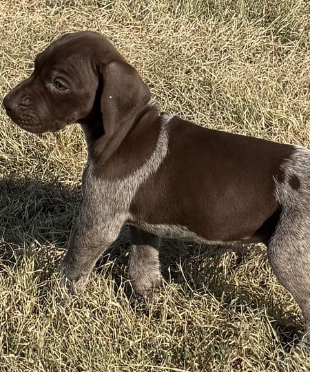 Female German shorthaired Pointer Puppy for Sale