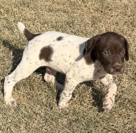 Male German Shorthaired Pointer Pup for Sale