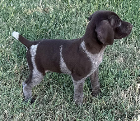 Male German Shorthaired Pointer Puppy for Sale