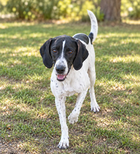 Male English Pointer Pup for Sale